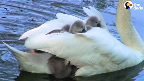 Swan Mom Carries All Her Babies Under Her Wing The Dodo Youtube