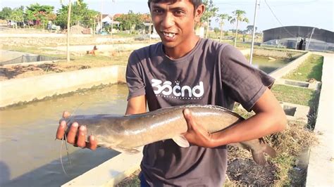 Potensi Pengembangan Ikan Lele Sangkuriang Sebagai Komoditas Unggulan