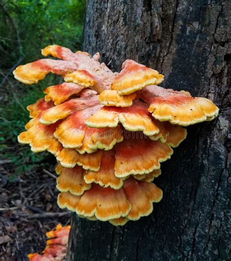 Mushroom Clusters Growing On A Tree Stock Photo Image Of Poisonous