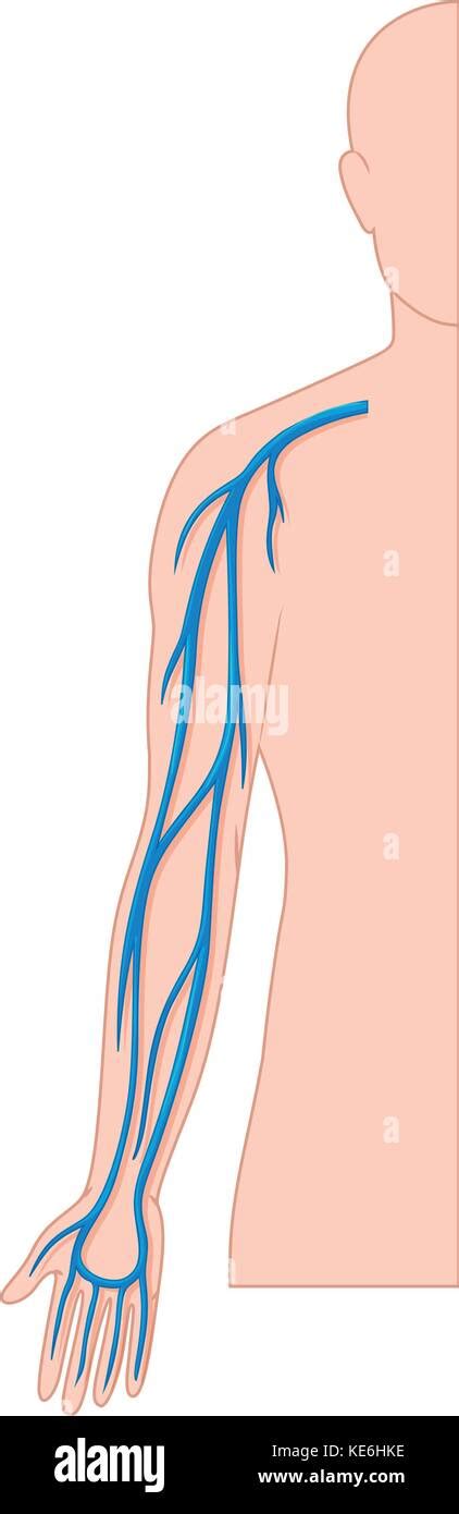 Blood Vessels Hand In Human Body Illustration Stock Vector Image And Art