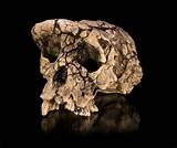 Photos of Earliest Human Fossils