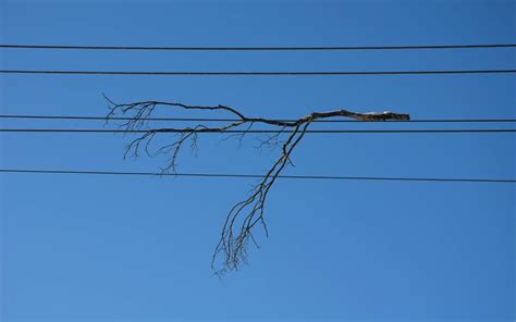 How To Cut Tree Branches Away From Power Lines