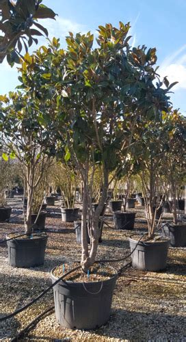 Magnolia Grandiflora Bull Bay Tree Large Evergreen Trees Uk