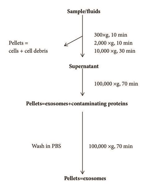 Flow Chart Of The Procedure For The Purification Of Exosomes From Human