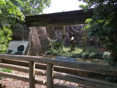 World Of Primates Black Howler Monkey Exhibit Zoochat