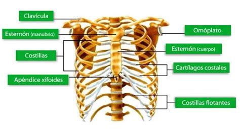 El Sistema Óseo Huesos Del Tronco