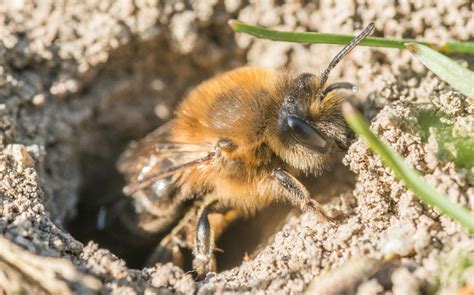 Do Carpenter Bees Build Nests Underground Best Bee Brothers
