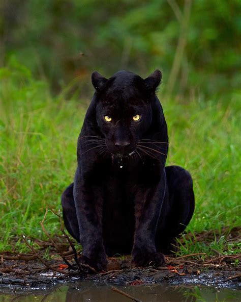 Panther Stare 🖤 Photography By © Mithunhphotography Earthofficial