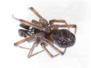 Also, pests consider it a more comfortable. boreal cobweb spider - Steatoda borealis - BugGuide.Net