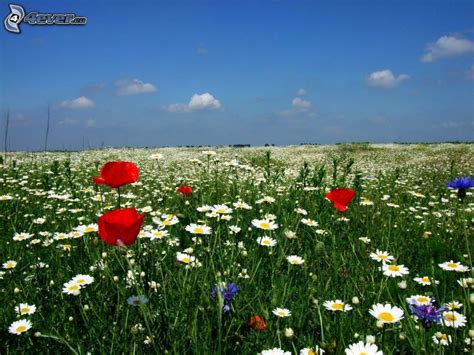 Serviette bouquet des champs coquelicots bleuets coccinelles. Fleurs des champs