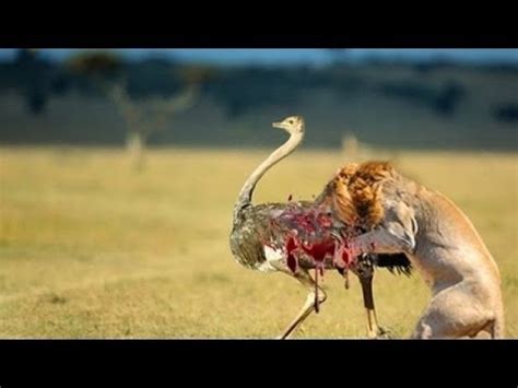 The man says, a hamburger, fries and a coke, and turns to the ostrich, what's yours? Тэмээн хяруул сүсэг Jaguar || Jaguar vs Ostrich - YouTube