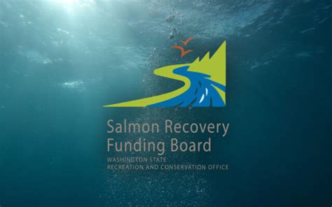 Salmon And Orca Recovery Grants Awarded 48 Million For Pacific