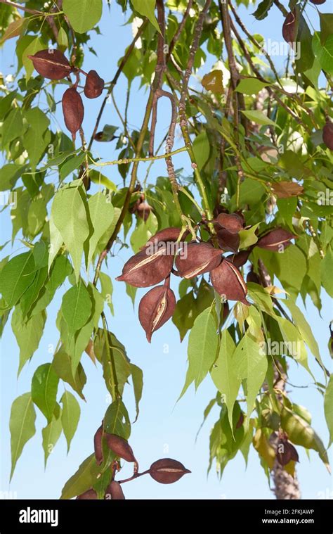 Branch Close Up Of Brachychiton Populneus Tree Stock Photo Alamy