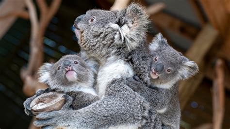 Cuteness Alert Messenger Hosts Worlds First Koala Room To Celebrate