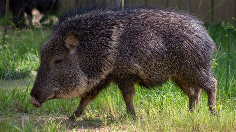 Central Florida Zoo And Botanical Gardens Chacoan Peccary Attraction