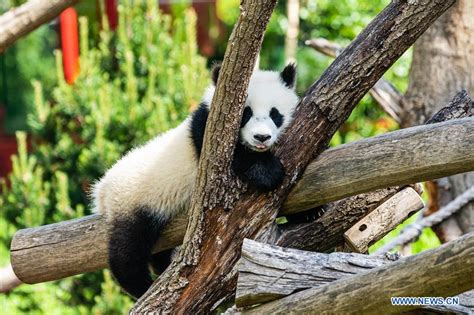 Visitors Visit Panda Pavilion Of Zoo Berlin In Germany Xinhua