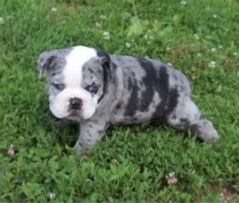 11/22/20 ready to new 🏡 on our dogs are seen by a licensed vet before we place our puppies in new homes. Old English Bulldogge Male #1, Blue Merle for Sale in Big ...