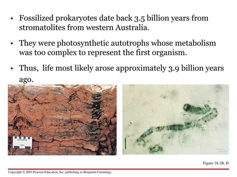 PPT CHAPTER 16 The Origin And Evolution Of Microbial Life