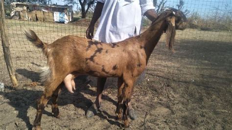 Sirohi Goat Gender Female Mail Color Brown Natural At Rs 280 Kilogram In Mathura
