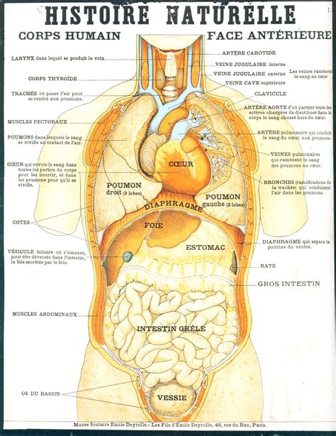 Source Bing Images Corps Humain Corps Anatomie Du Corps