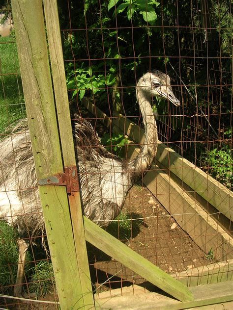 Caged Ostrich Plumpton Park Zoo Rising Sun Maryland John Jay