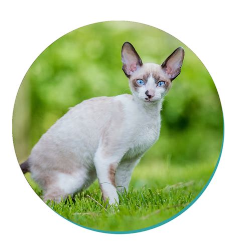 Cornish Rex Cat Breeds Breed Information Mad Paws