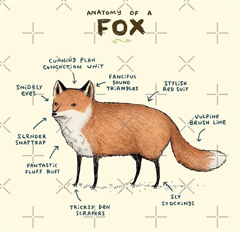 Anatomy Of A Fox By Sophie Corrigan Redbubble