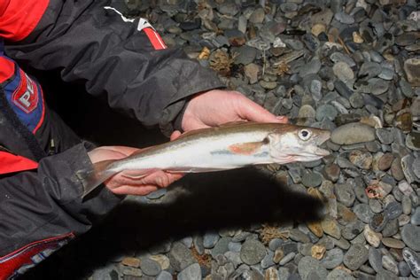 Whiting Fishing How To Catch Whiting Talk Sea Fishing Guides