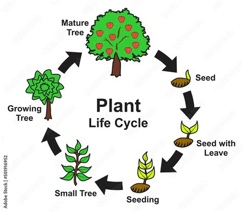 Plant Life Cycle Infographic Diagram Stages Of Growing And Development