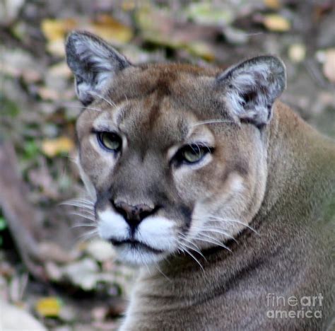Cougar Head Photograph By Connie Mueller