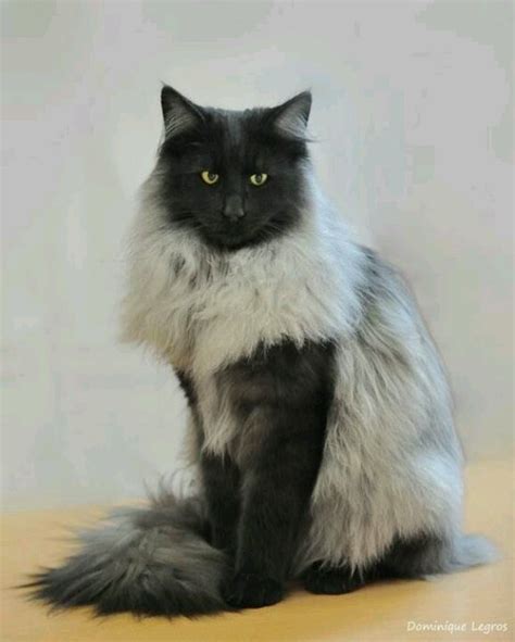 List 102 Wallpaper Norwegian Forest Cat Black And White Completed