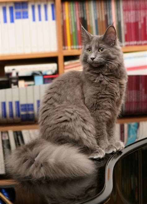 A big and strong norwegian forest cat male sitting in front of old red door. File:Grey Norwegian Forest Cat.jpg - Wikimedia Commons