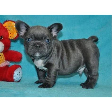 As a reputable french bulldog breeder. 100% Genuine Pure breed Blue French Bulldog puppies in Los ...