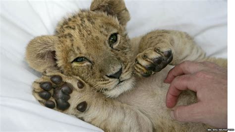 Incorrect listings of extinct animalsedit. Pictures: Baby endangered animals - CBBC Newsround