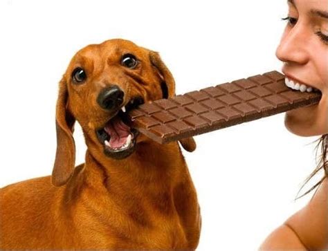 Dogs And Chocolate Why Is It Dangerous For My Dog