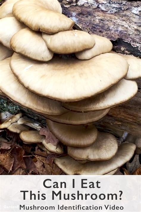 Can cats eat mushrooms ? Can I Eat This Mushroom? GF Video | Stuffed mushrooms, Can ...