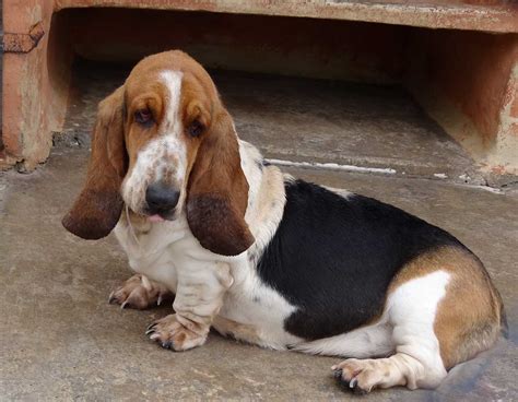 A Week In The Life Of An Adopted Hound Basset Rescue Network Of Great