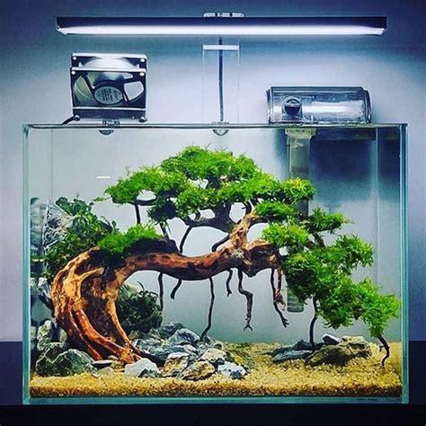 20 Creative Ways To Use Aquascaping Plants For Diorama Look