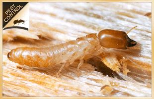 They give you ugly, itchy skin rashes which some time turn to be allergies or infections. Pest Control Singapore - Pest, Termites & Bed Bugs Control