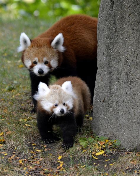 Detroit Zoos Female Red Panda Cub Tofu Makes First Appearance Crain