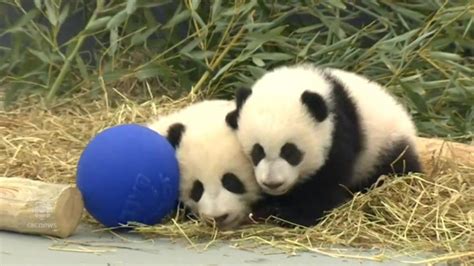 Twin Pandas Names Revealed As Jia Panpan Jia Yueyue At Their First