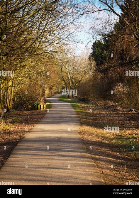 Shared Cycle Path And Footpath Through Winter Trees In Dappled Sunlight
