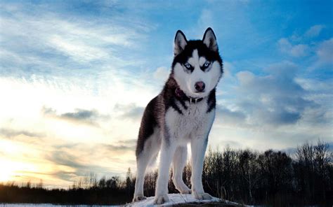 Siberian Husky Dog Breed Information Pictures And More