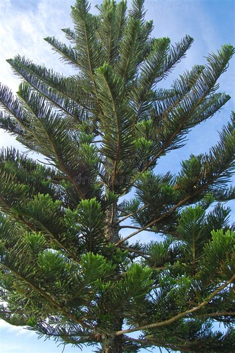 Green Pine Tree Leaves Nature In Batangas Philippines Stock Photo