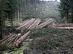 Der kurs vermittelt techniken zum effektiven fällen von bäumen und klärt über die beim baumfällen. Brennholz, Bäume fällen, Holz kaufen