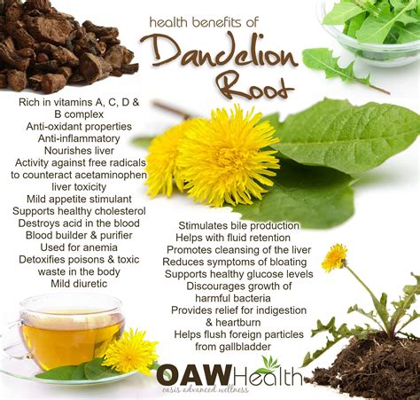 Health Benefits Of Dandelion Plant Vlrengbr