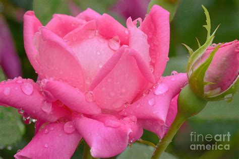 Raindrops On Roses Photograph By Regina Geoghan Fine Art America