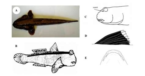 Giant Mudskipper Fish And Its Morphological Properties Download