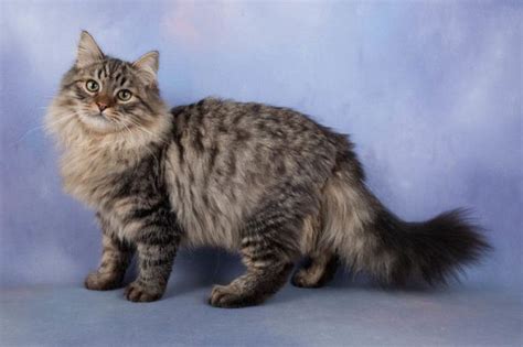 20 most popular long haired cat breeds samoreals long hair cat breeds long haired cats