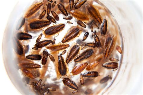 German Cockroaches Pest Control • Madison County Termite And Pest Control